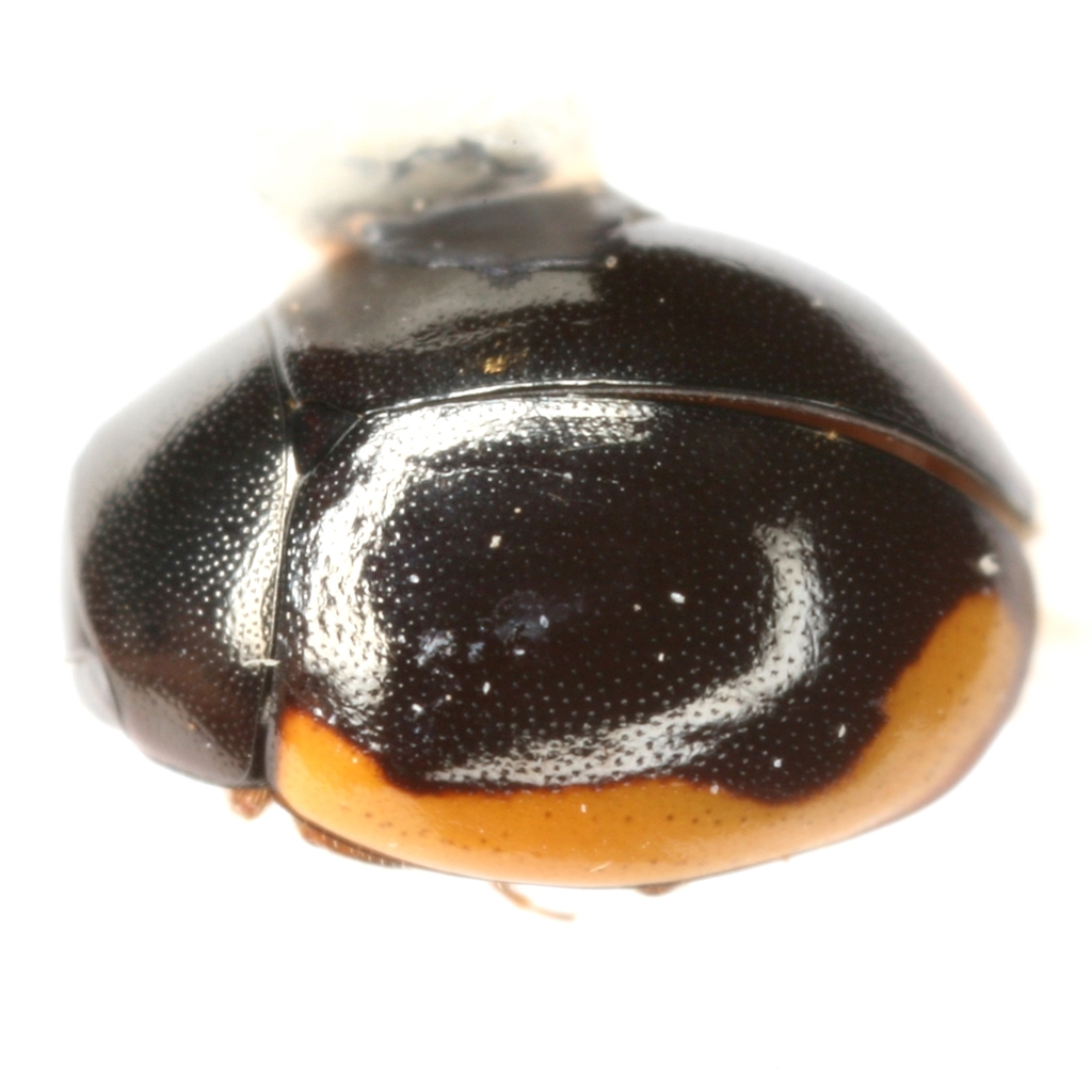 Hyperaspis caseyi