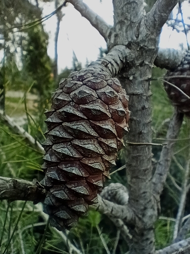 Pinaceae image