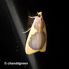 Prooedema inscisalis