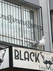 Larus michahellis