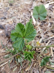 Malva parviflora