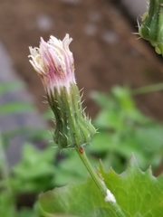 Sonchus oleraceus