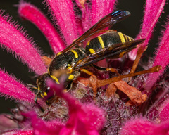 Parancistrocerus vagus