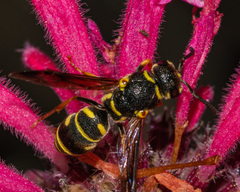 Parancistrocerus vagus