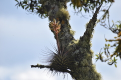Tillandsia vicentina