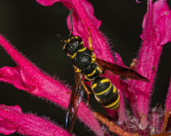 Parancistrocerus vagus