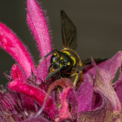 Parancistrocerus vagus
