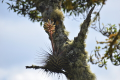 Tillandsia vicentina