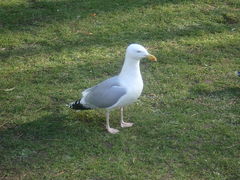 Larus argentatus