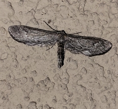 Glaucina interruptaria