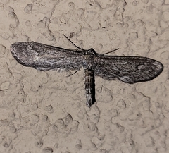 Glaucina interruptaria