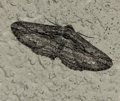 Iridopsis obliquaria