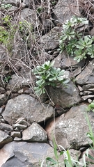 Aeonium glutinosum image