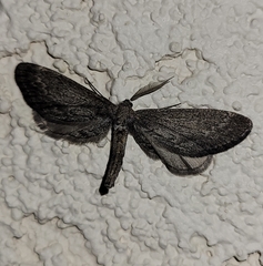 Glaucina interruptaria