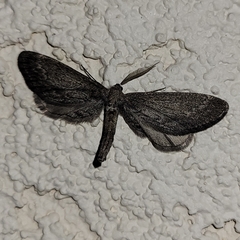 Glaucina interruptaria