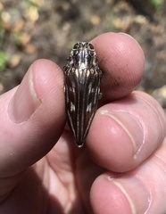 Chalcophora georgiana