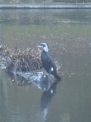 Phalacrocorax carbo