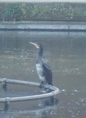 Phalacrocorax carbo