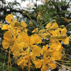 Caesalpinia pulcherrima