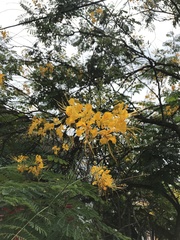 Caesalpinia pulcherrima