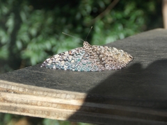 Hamadryas feronia
