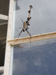 Trichonephila clavipes