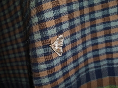 Leucinodes orbonalis