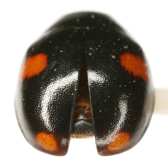 Hyperaspis conviva