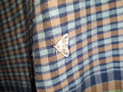 Leucinodes orbonalis