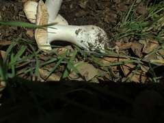 Russula maculata