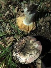 Russula maculata