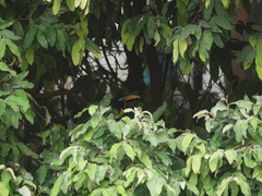 Pteroglossus inscriptus