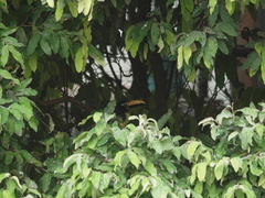 Pteroglossus inscriptus