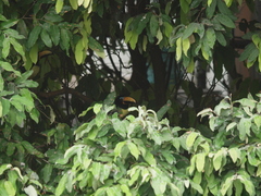 Pteroglossus inscriptus