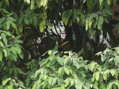 Pteroglossus inscriptus