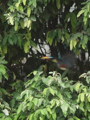 Pteroglossus inscriptus