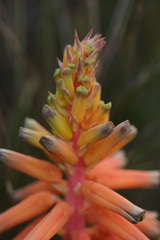 Lachenalia bulbifera