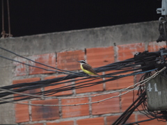 Pitangus sulphuratus