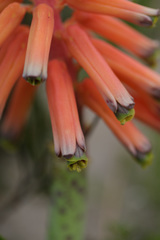 Lachenalia bulbifera