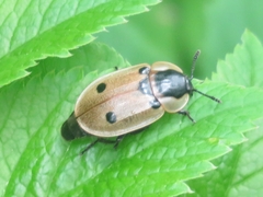 Dendroxena quadrimaculata