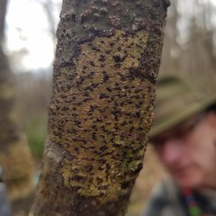 Bathelium carolinianum