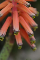 Lachenalia bulbifera