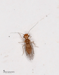 Lachesilla quercus