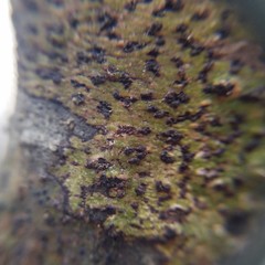 Bathelium carolinianum