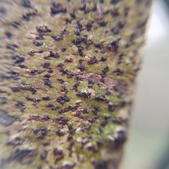 Bathelium carolinianum