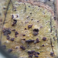 Bathelium carolinianum