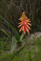 Lachenalia bulbifera