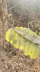 Euphorbia peritropoides