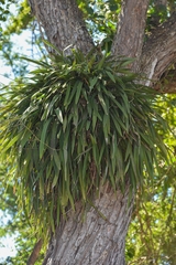 Encyclia parviflora