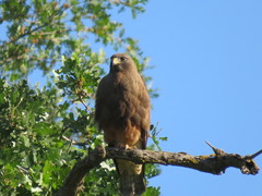 Buteo swainsoni